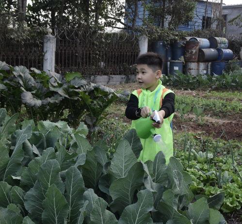 北方大风天吃瓜群众,大风天里的独特市井风情