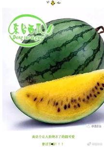 吃瓜青年500集,揭秘娱乐圈背后的故事与真相