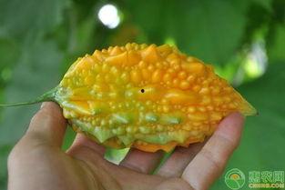 黄金刺瓜怎么吃,探索美味与营养的完美结合