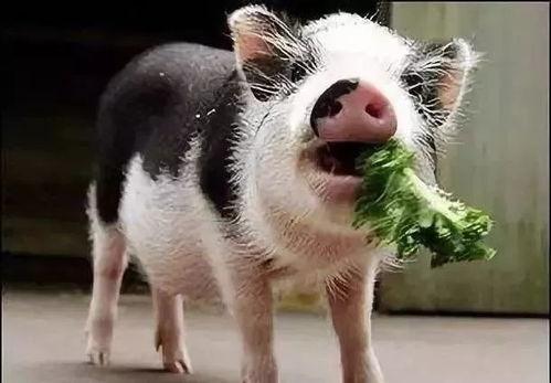 小猪吃瓜文案短句,欢乐无限