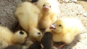 欣欣鸭吃瓜,欣欣鸭的瓜界探险记