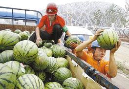 低等鸟吃瓜,揭秘鸟类食瓜之谜