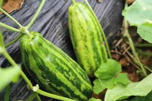 瓜儿吃瓜是什么意思,揭秘“瓜儿吃瓜”的趣味内涵