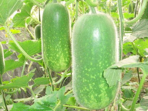 吃瓜砍瓜的正确方法视频,吃瓜砍瓜技巧大揭秘