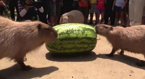 吃感情瓜,揭秘娱乐圈感情瓜背后的真相