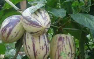 孕妇可以吃茄瓜,茄瓜助力母婴健康