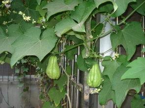 熟佛手瓜过夜可以吃吗,熟佛手瓜过夜安全食用指南