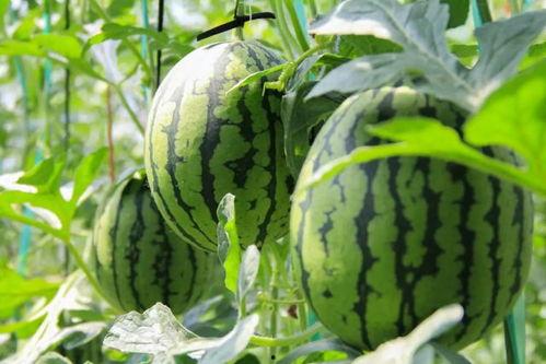 吃瓜群众现场吃西瓜,吃瓜群众现场吃西瓜，共享清凉时光