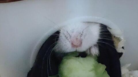 画小仓鼠吃瓜,小仓鼠的夏日美食时光