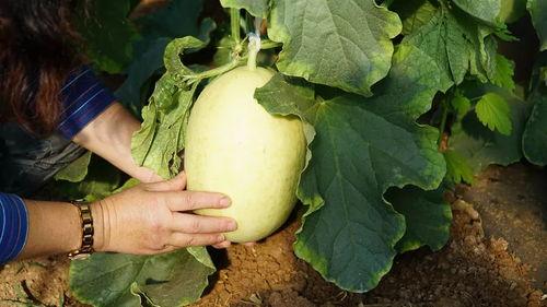 带你吃瓜古诗,品味“带你吃瓜”古诗的韵味