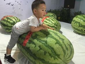 山东烟台吃瓜事件,一场网络热议背后的真相与反思