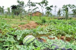 吃瓜社正能量,传递美好，收获阳光