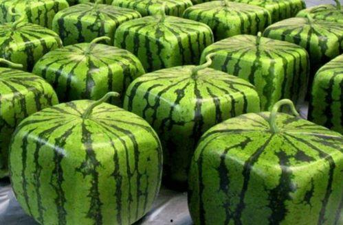 瓜尖吃哪里,揭秘最佳食用部位