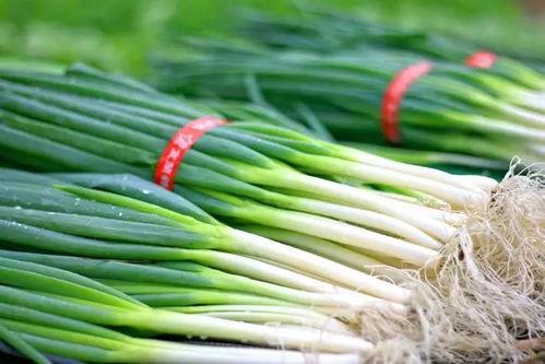 瓠瓜太大怎么吃,如何巧妙食用攻略