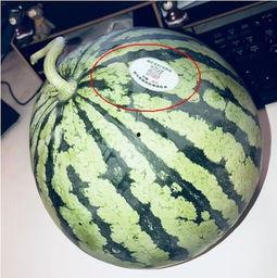 伊犁网红吃瓜,揭秘新疆美食背后的故事