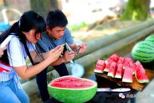 地里吃瓜体验分享,一场别开生面的吃瓜之旅