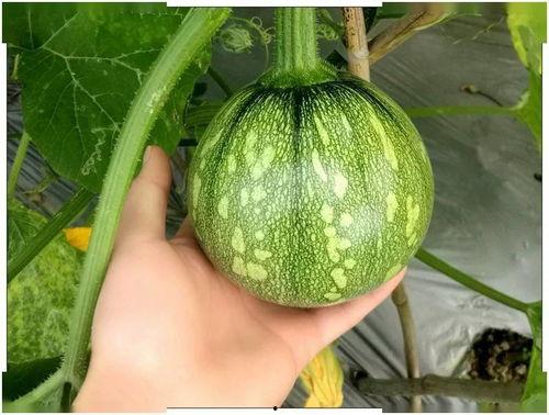 浙江工贸吃瓜,吃瓜群众见证校园风云