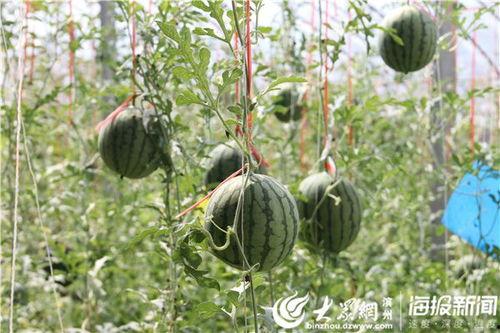 刘家峡吃老瓜视频,一场视觉与味蕾的双重盛宴  第2张