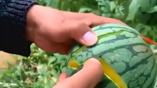 黄色赖皮瓜怎么吃,黄色赖皮瓜的多样食法探索  第3张