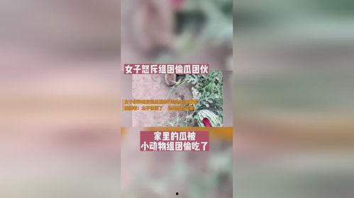 吃瓜结果被偷家