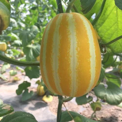 扣扣吃瓜网红,揭秘网络红人的幕后生活  第2张