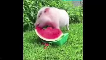 阿猪吃瓜,揭秘娱乐圈那些不为人知的幕后故事  第2张