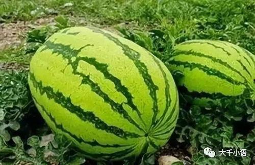 摘瓜吃瓜配乐有哪些  第3张