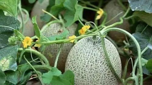 新疆吃瓜群vx,瓜田里的欢乐时光  第1张