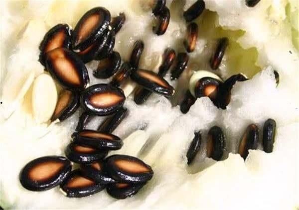 吃籽瓜歌曲  第3张